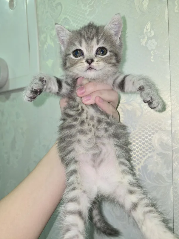 Скотиш страйт девочка 2 месяца 1 Скотиш страйт девочка 2 месяца 1