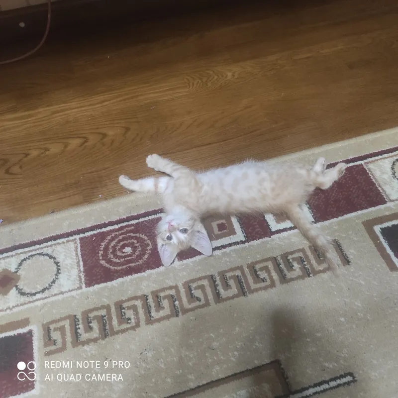 Котенок в добрые руки