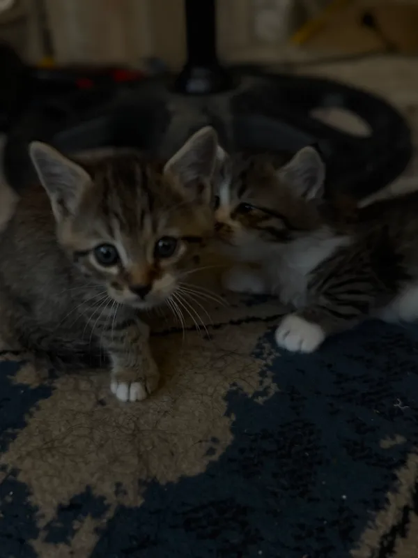 Кошка 4 Кошка 4