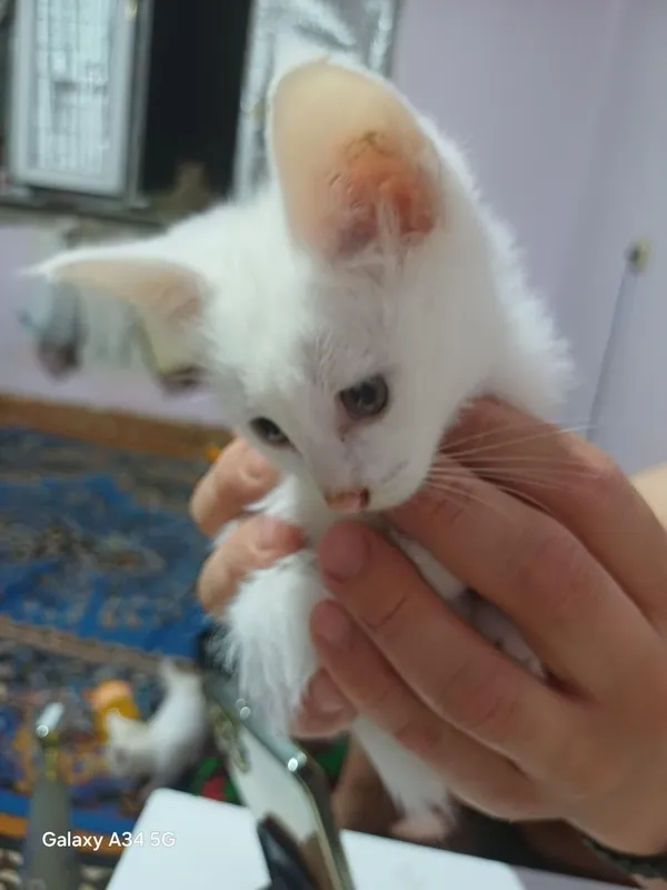 кошка с котятами ищет дом — фото 1