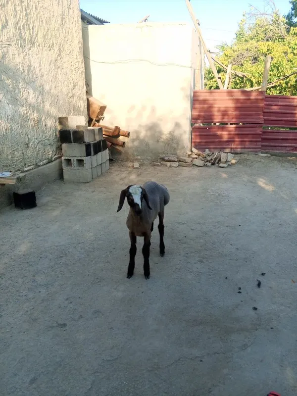 Qochqor bara sotiladi 1 Qochqor bara sotiladi 1
