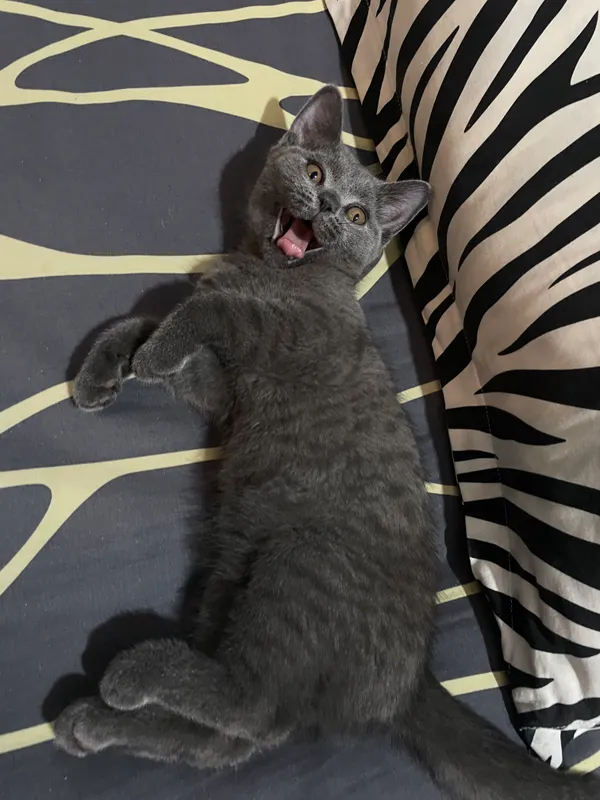 Кошка 3 Кошка 3