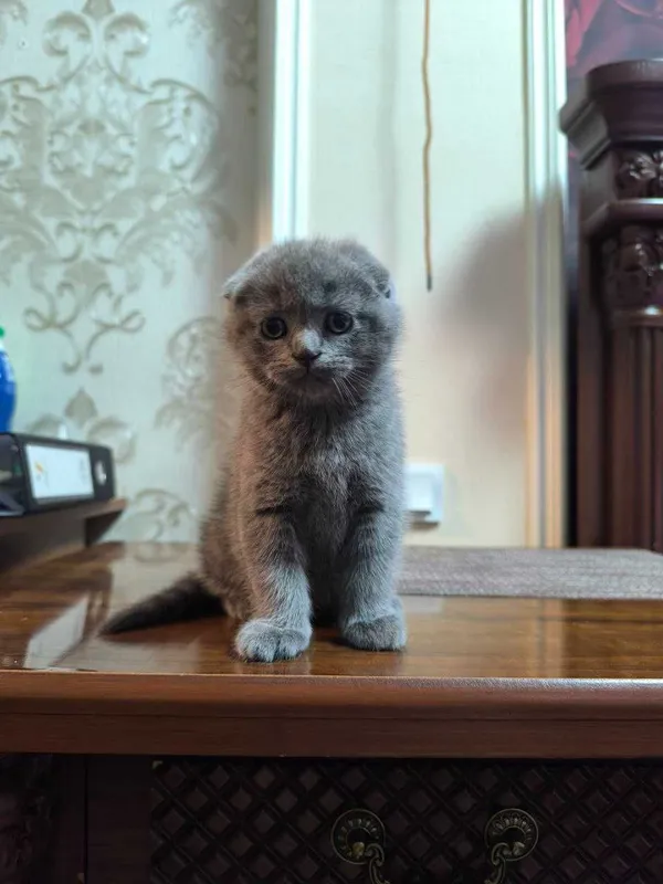 scottish fold (мушуги) — фото 2 scottish fold (мушуги) — фото 2