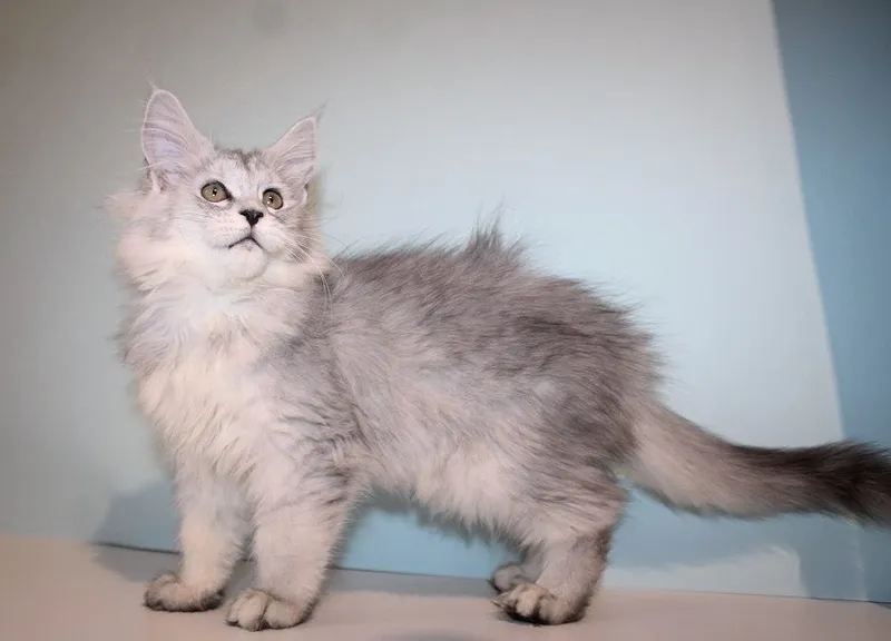 Мейн-куны котята — фото 7