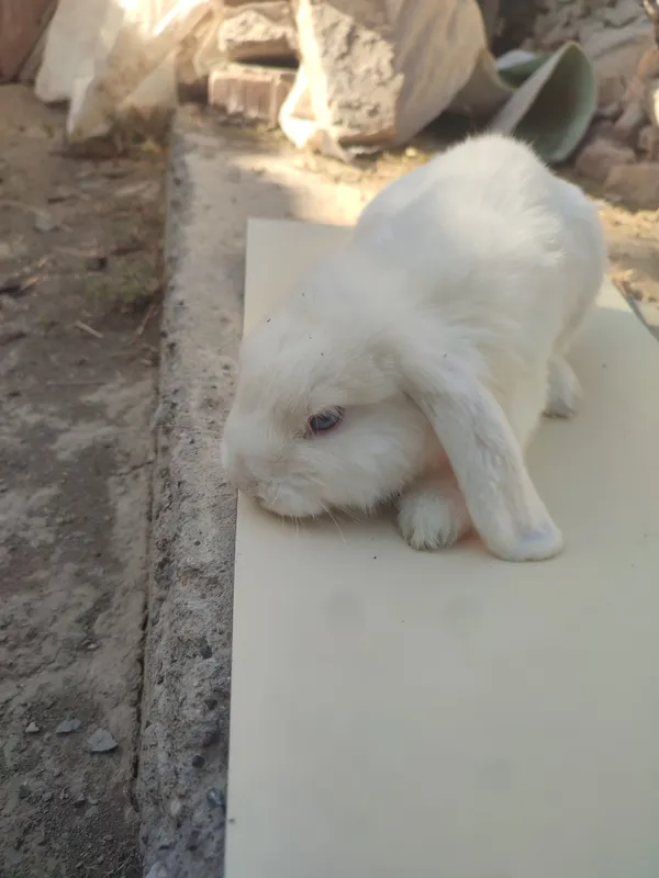 quyon sotiladi erkak urgochisi bor 3