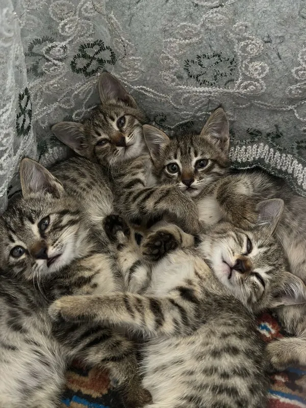 Котятам по 1,5 месяца, отдадим в хорошие, добрые руки 3 Котятам по 1,5 месяца, отдадим в хорошие, добрые руки 3