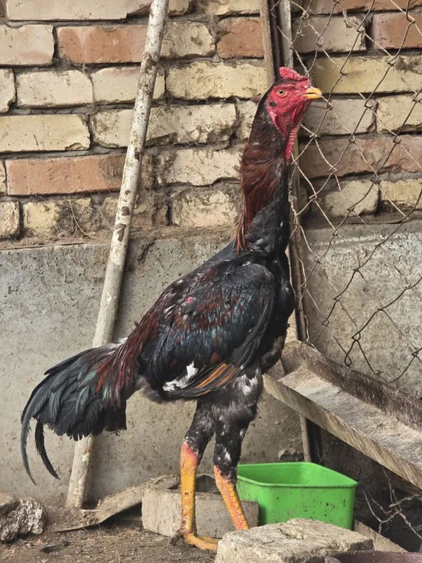 Dakan xoʻroz shamo