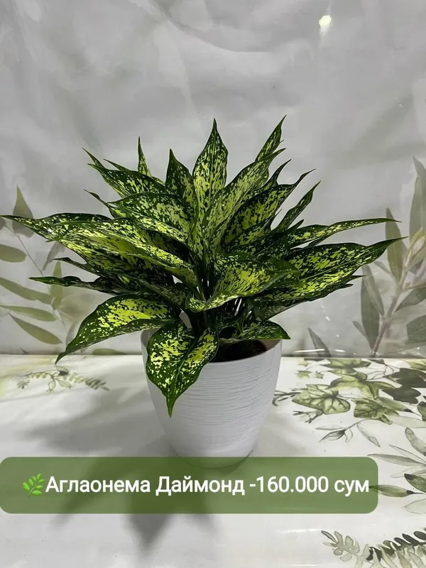 Суккуленты и кактусы — фото 4 Суккуленты и кактусы — фото 4