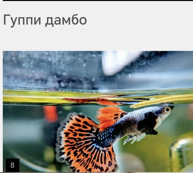 Продаются гуппи Дамбо мозаика 1 Продаются гуппи Дамбо мозаика 1