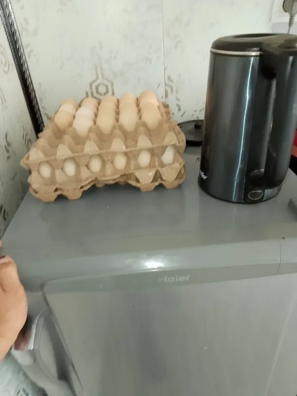 Skutir xolstiy zur sotiladiy  pulniy telan aytam