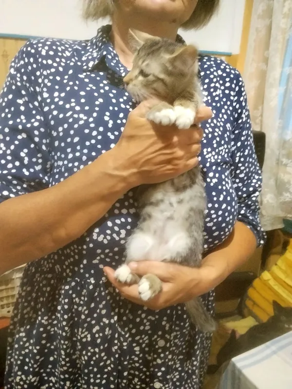 котята. 3 котята. 3