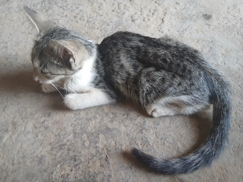 Котёнок 3 Котёнок 3