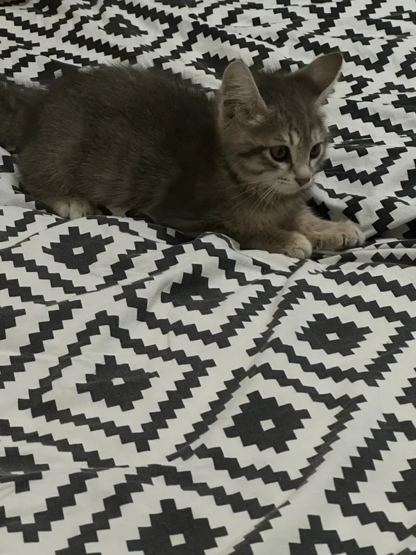 Котенок, 3 месяца — фото 3