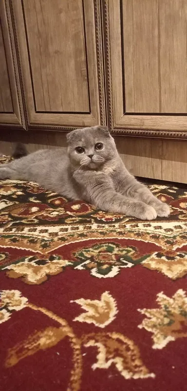 Скоттиш Фолд мушуклар сотилади!