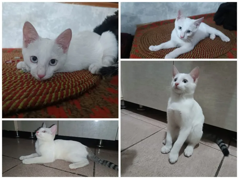 Отдам даром котенка