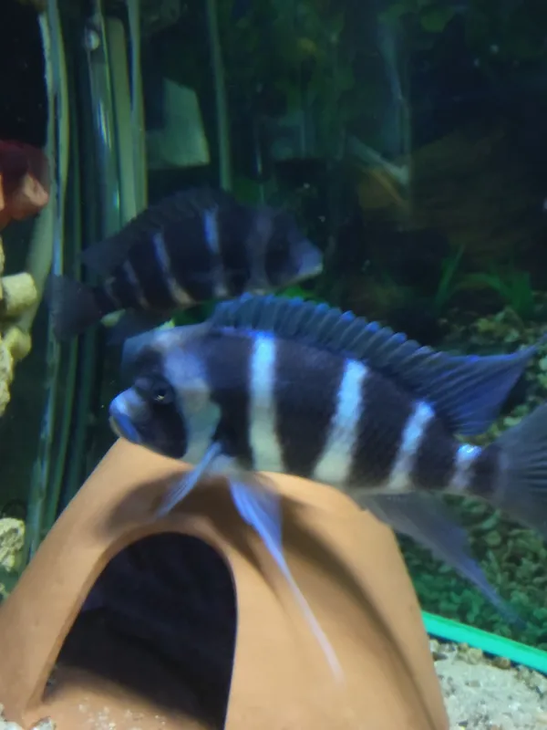 Cyphotilapia gibbiroza frantoza muppimpi Gulobod S_26 268dom Cyphotila