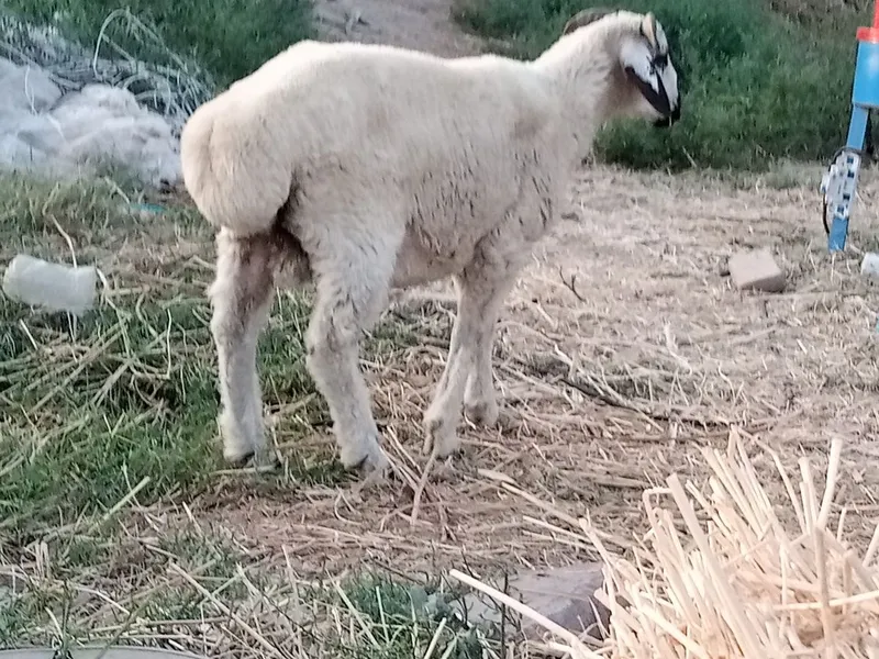 Qochqor barra sotiladi