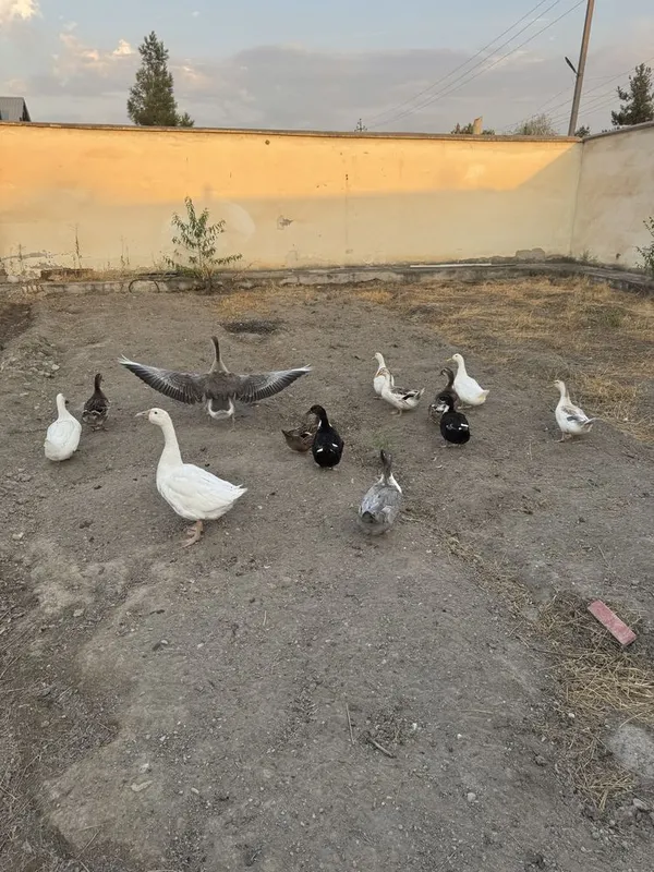 Утки и гуси, урдак ва гозлар 4