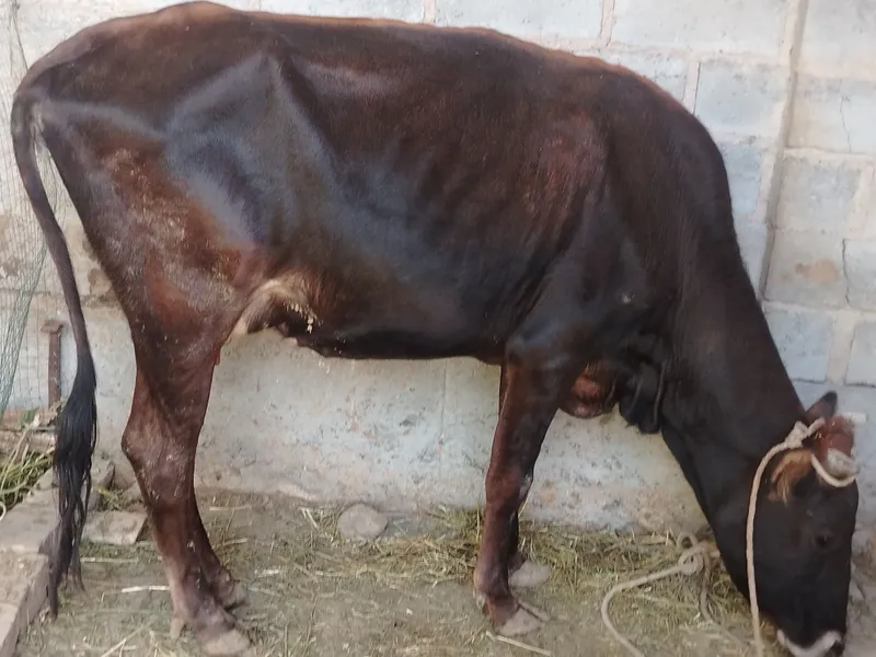 Birinchi tugish ena bola sigir bolasi novvos 3 Birinchi tugish ena bola sigir bolasi novvos 3