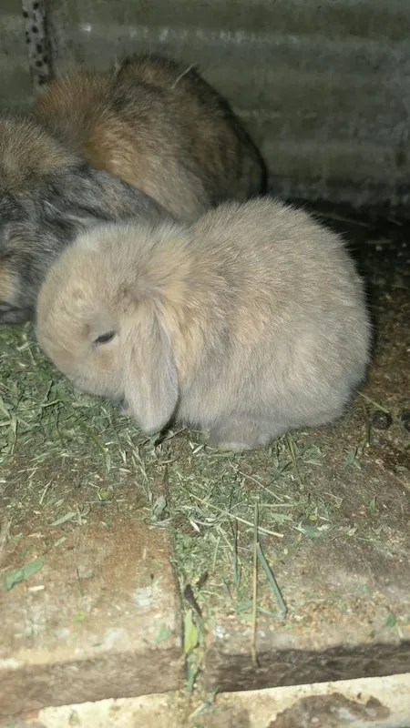 Куён Куёнчалар Баран