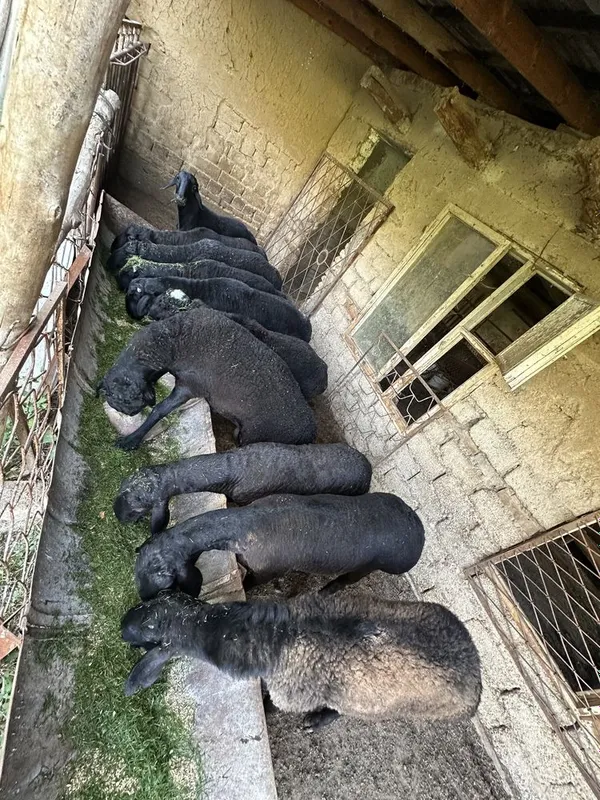 qoy bor yemda boqilgan qurbonlikka tayyor — фото 1