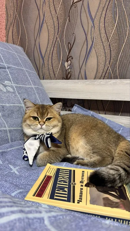 Oltin britan chinchillasi 7 Oltin britan chinchillasi 7