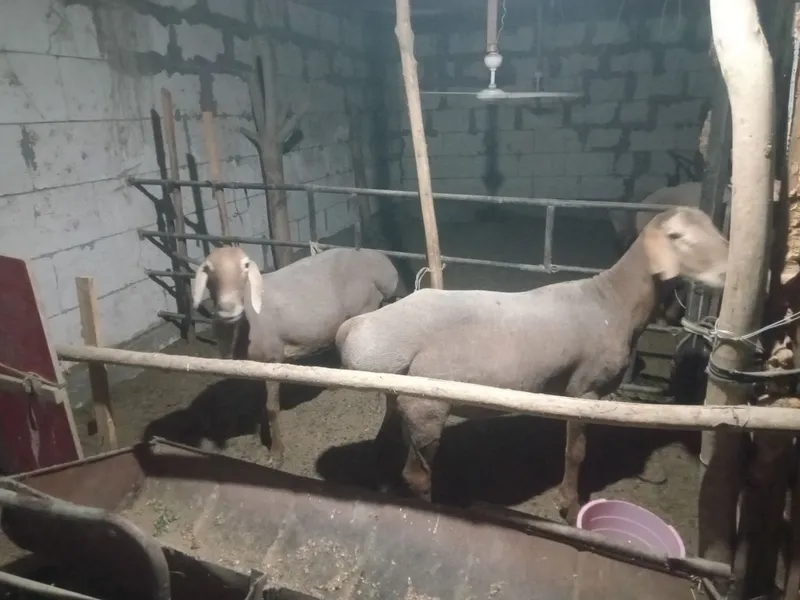 Arashan qo'chqor qo'ylar sotiladi 2