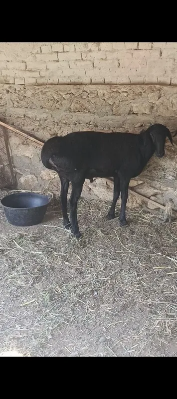 Qoʻchqor sotiladi