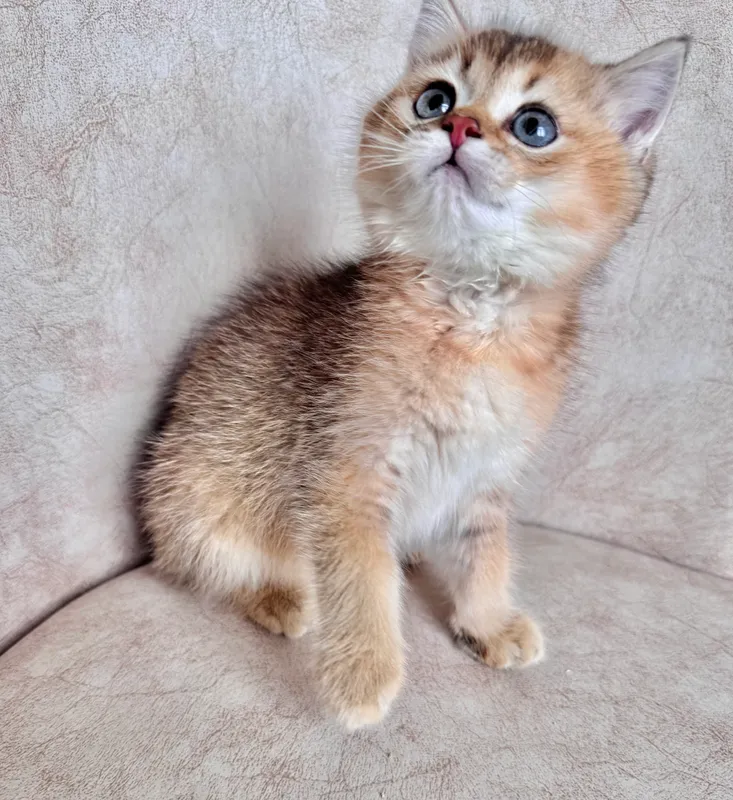 Британские котята — фото 2