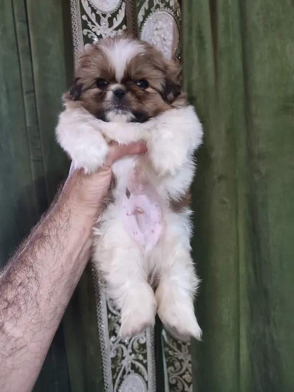 Pekines kuchukchasi sotiladi 2 Pekines kuchukchasi sotiladi 2