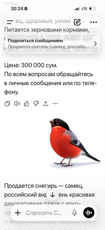 Продается Снегирь птица -самец российский вид красивая ярко красный гр
