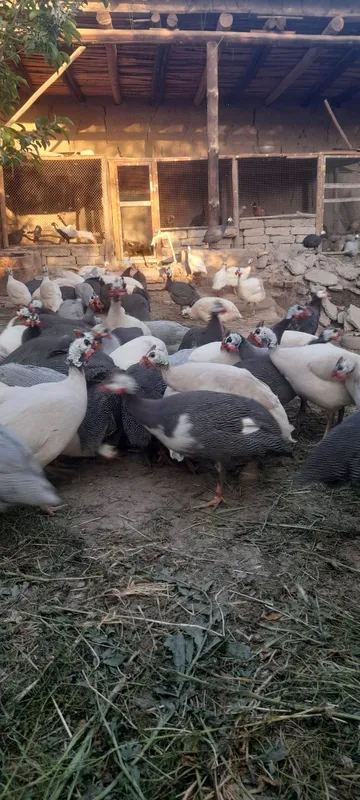 Sisarka tuxumlari sotiladi donasi 10 ming 10 taga 1 bonus — фото 1