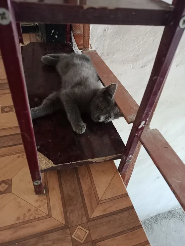 Котята,разные,2мес.мальчики и девочки 1 Котята,разные,2мес.мальчики и девочки 1