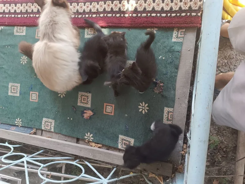 Отдам даром кошки