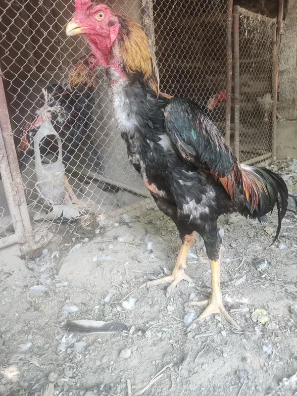 dakan horoz sotiladi toza qonli horoz 4 kg 10 oyli — фото 2