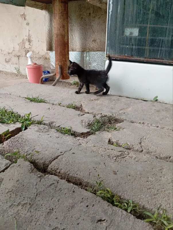 Котята — фото 2