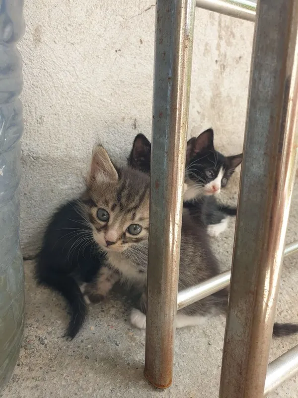 Котята бесплатно, мушук боллари текинга