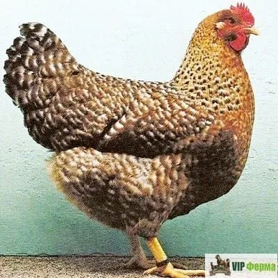Belefelder semya 1+4 sotiladi makyonlar tuhumda 2