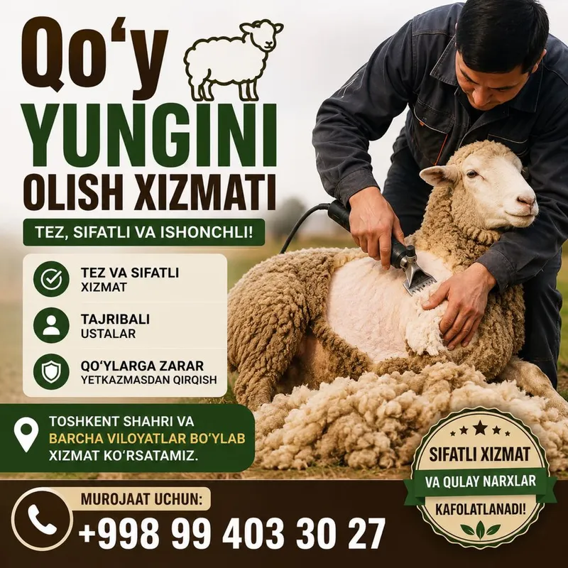 Qoʻy yungini olish xizmati kelishilgan xolda
