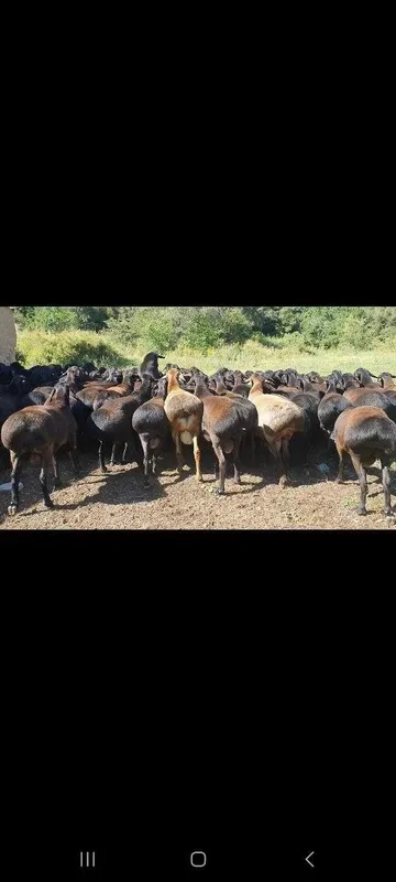 Qo'cqorla baran qo'y bor exson, aqiqa, boqishga