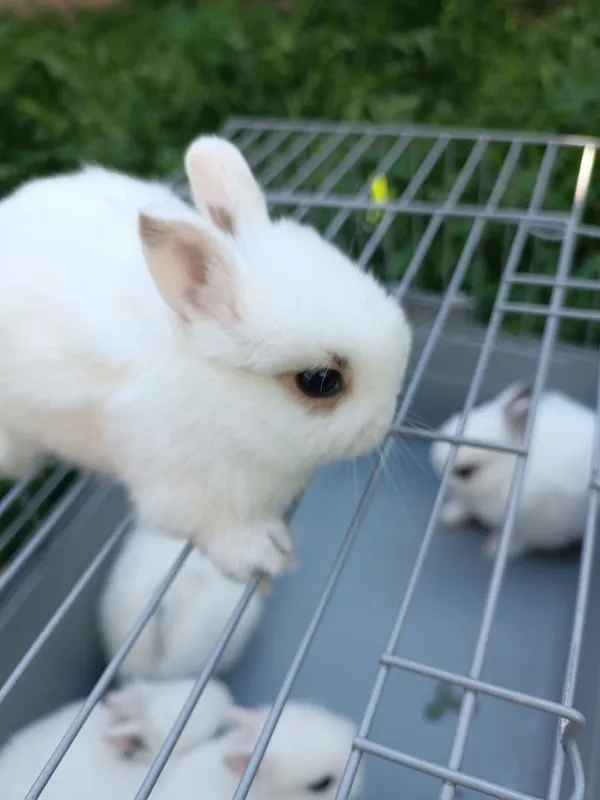 Hatot tikka quloq karlik dekarativniy quyon bolar