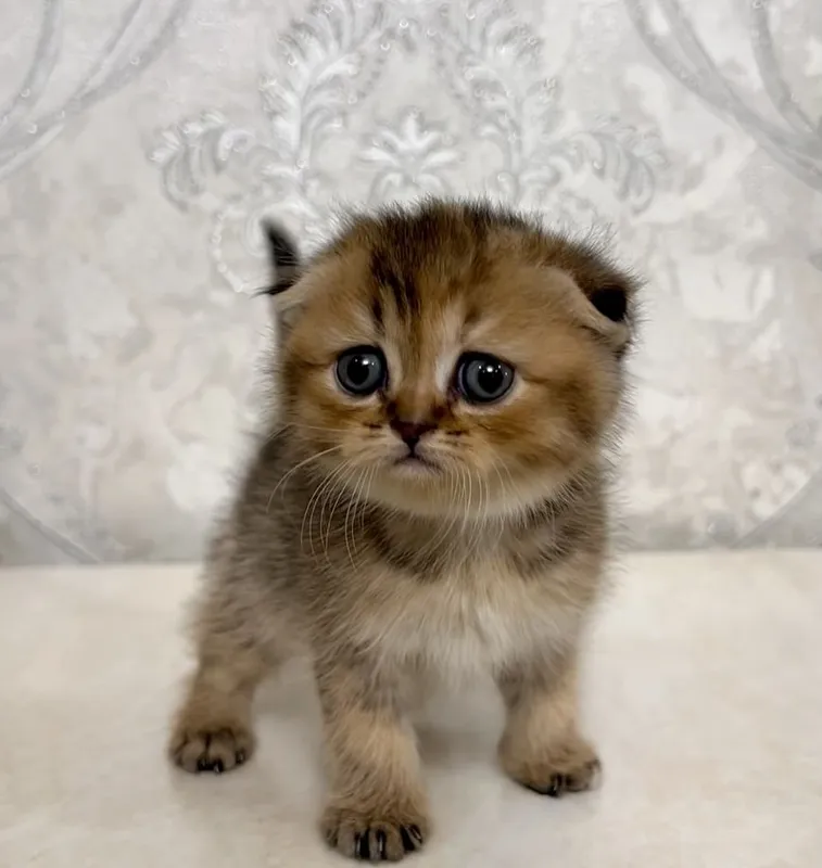 Scottish Fold chinchilla 1 Scottish Fold chinchilla 1