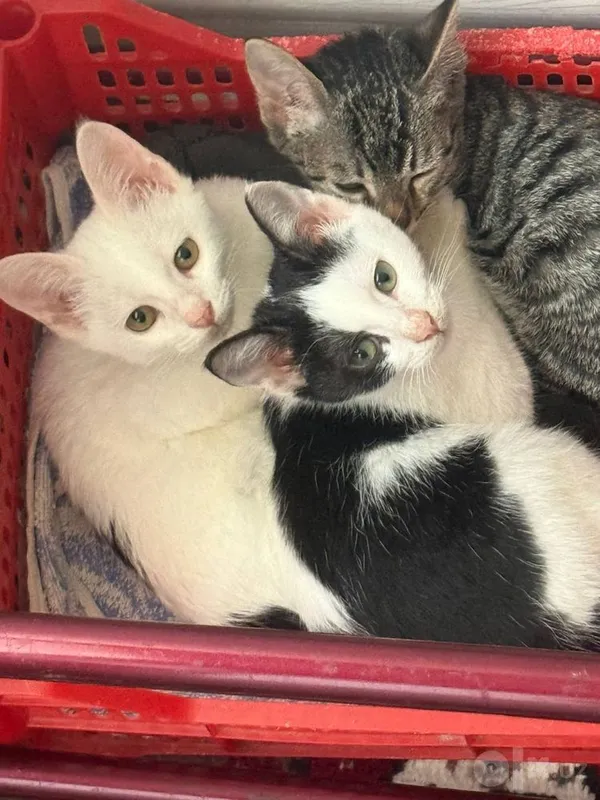 Отдаю в добрые руки кошку 2 Отдаю в добрые руки кошку 2
