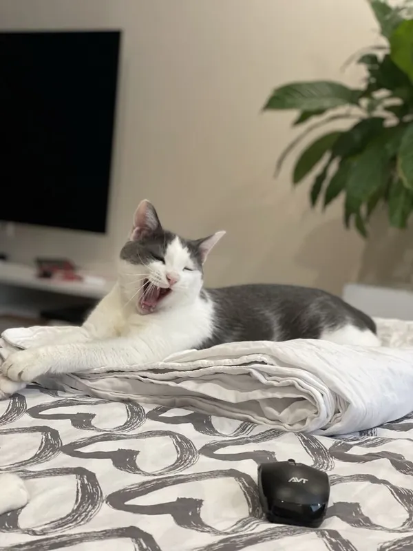 Дом для кота Гэндальфа — фото 4