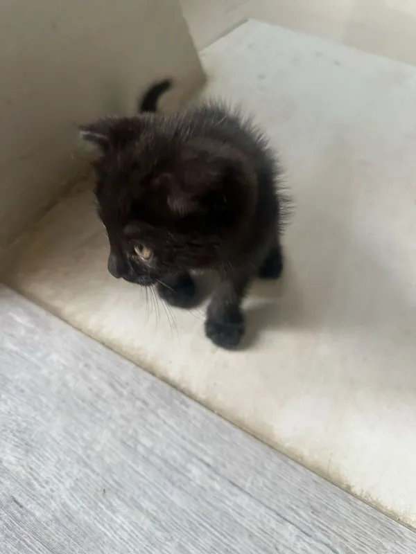 домашние кошка отдам хорошие рукам домашние кошка отдам хорошие рукам