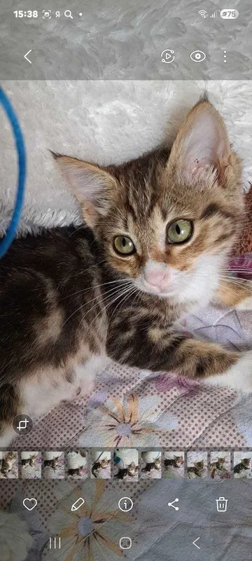 Котята ищут семьи! 1 Котята ищут семьи! 1