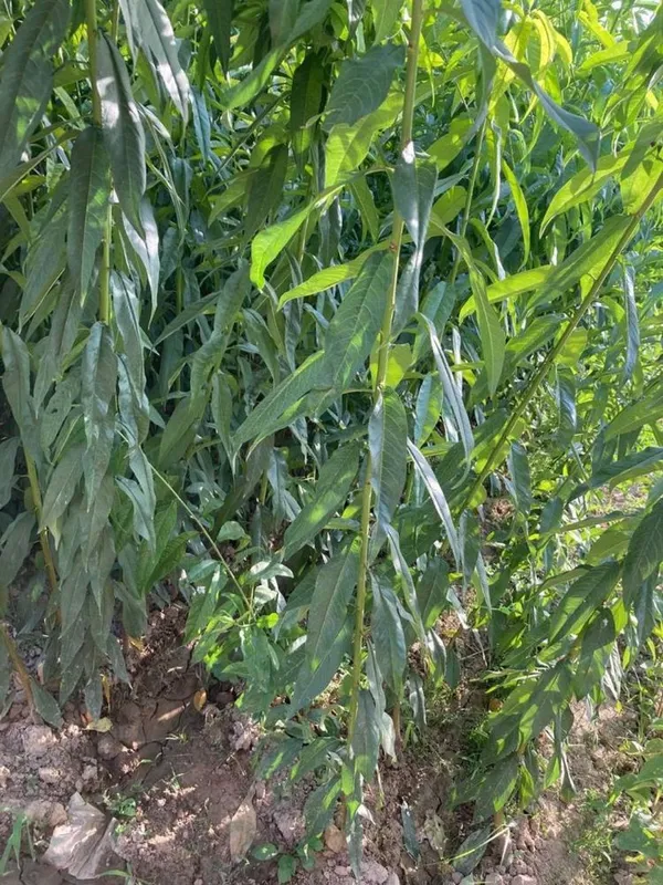 Boğ uchun mevali daraxtlar shaftoli uzum barchasi bor — фото 3