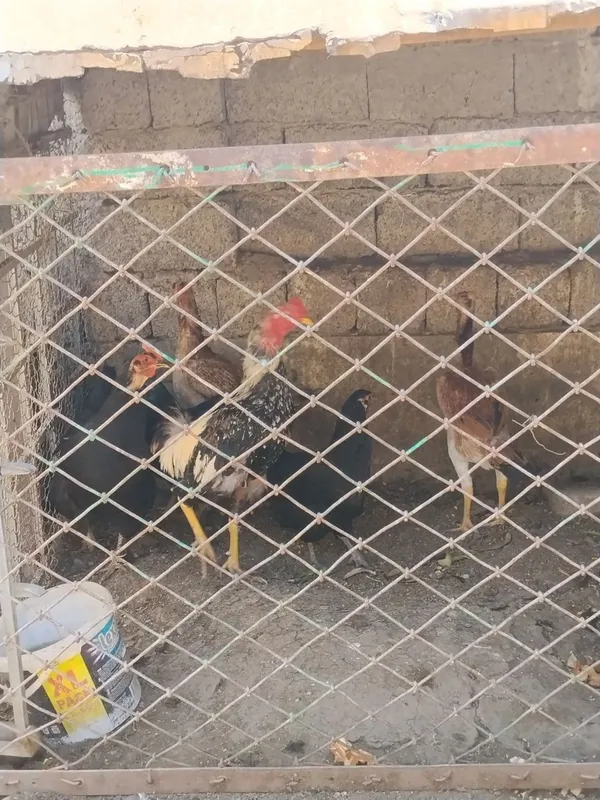 Tovuqlar sotiladi soglom kamaytiriwga — фото 2