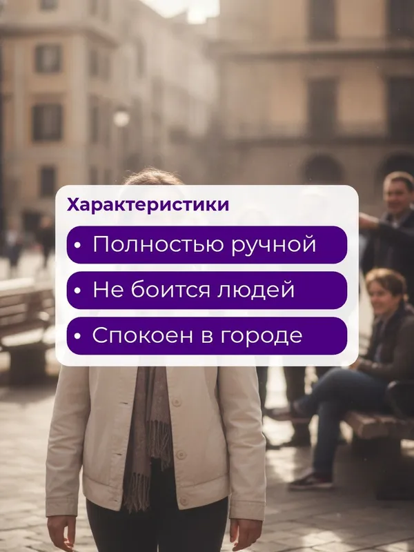 Голубь для фотосессий 2