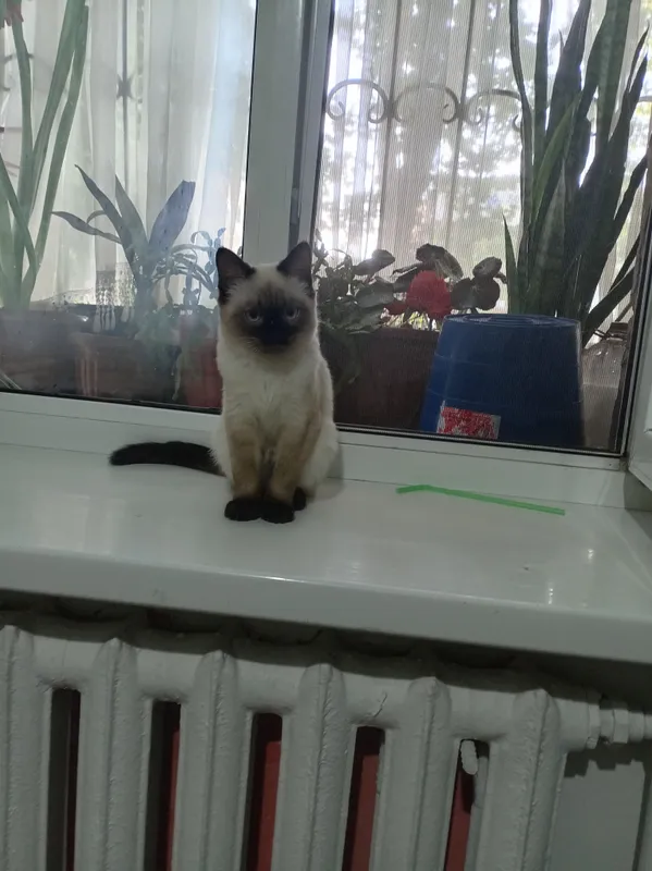 котенок 1